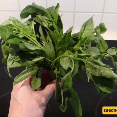 The Simple Mistake That Makes Fresh Herbs Wilt Too Soon