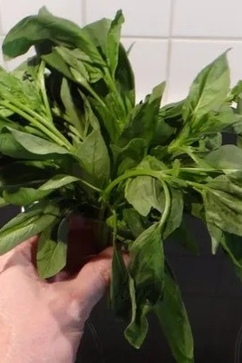 The Simple Mistake That Makes Fresh Herbs Wilt Too Soon