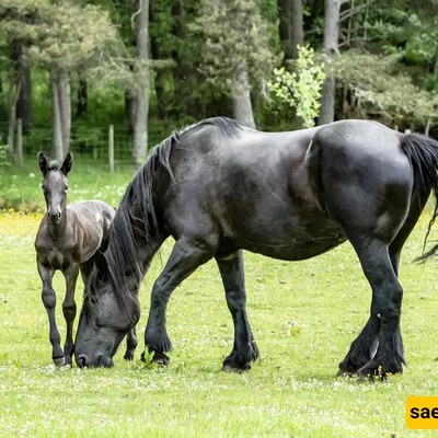 (Video) Wildlife Documentary / This Story: Raising Kids Horse-Style