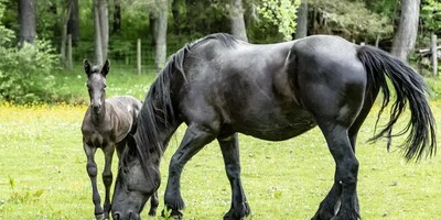 (Video) Wildlife Documentary / This Story: Raising Kids Horse-Style