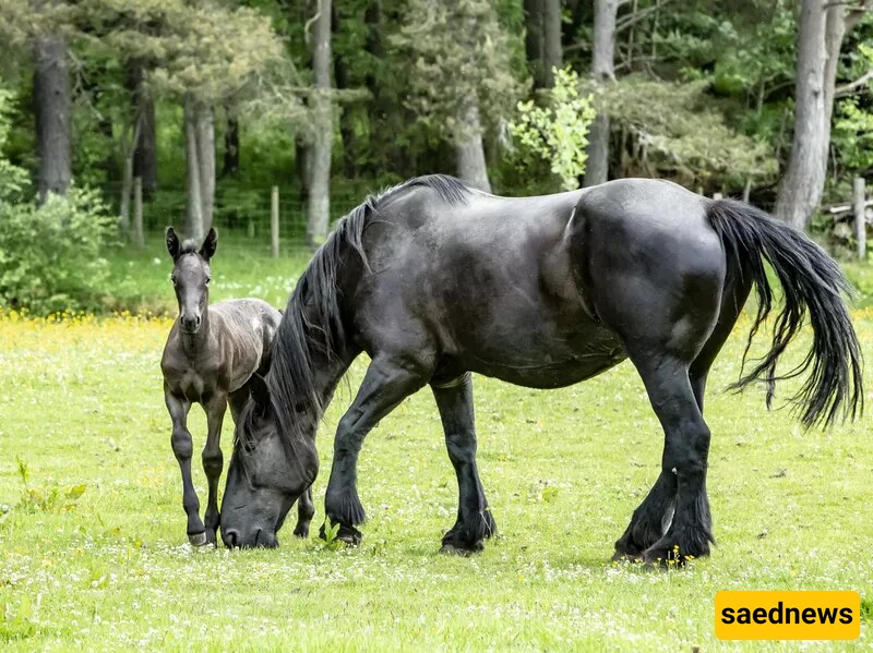 (Video) Wildlife Documentary / This Story: Raising Kids Horse-Style