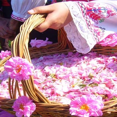 Iran’s Rosewater Capital Enters the Harvest Season