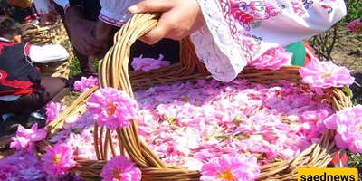Iran’s Rosewater Capital Enters the Harvest Season