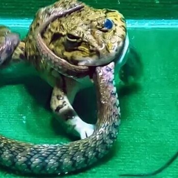 Wildlife Documentary: Snake, Mouse, Asian Frog(Video)