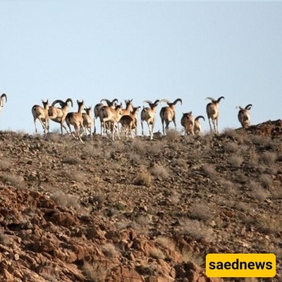 Khabr National Park: Iran’s Wilderness at Its Best