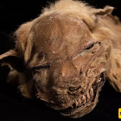 57,000-Year-Old Intact Mummy of a Blind Wolf Discovered by Gold Prospector