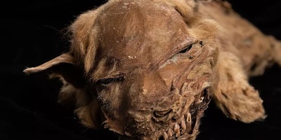 57,000-Year-Old Intact Mummy of a Blind Wolf Discovered by Gold Prospector