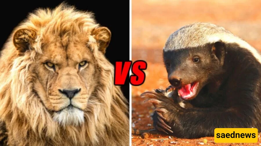 Wildlife Documentary Video / Brave Honey Badger's Face-Off with a Lion