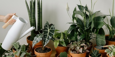 How To Prevent Water From Collecting Under Plant Pots