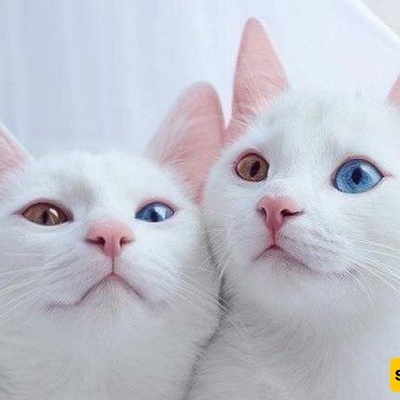 A Bad Sign For Cat Owners: Schizophrenia May Be Waiting For You