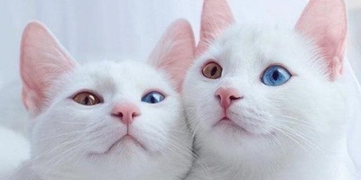 A Bad Sign For Cat Owners: Schizophrenia May Be Waiting For You