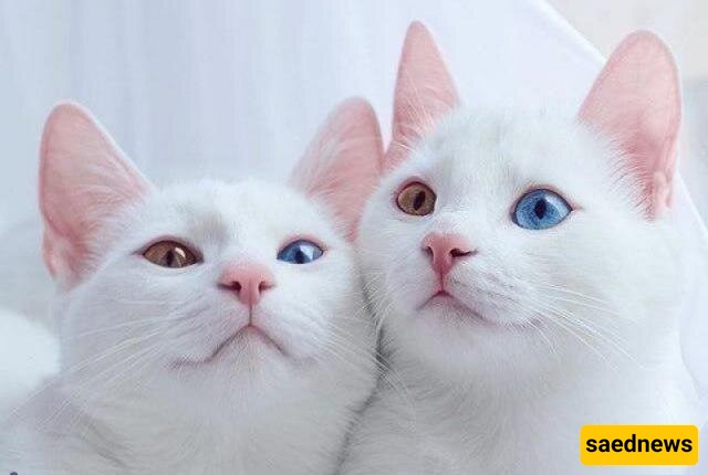 A Bad Sign For Cat Owners: Schizophrenia May Be Waiting For You