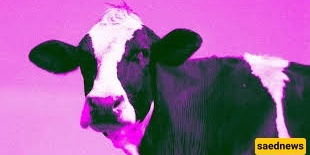 Terrifying Incident: Sacrificial Bull Charges into Barbershop as Customers Flee Within Seconds (CCTV Footage)