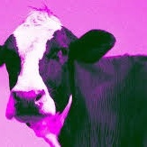Terrifying Incident: Sacrificial Bull Charges into Barbershop as Customers Flee Within Seconds (CCTV Footage)