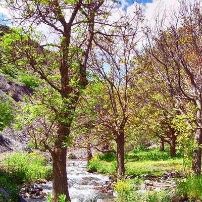 Shandiz Ancient Tree Registered on Natural Heritage List
