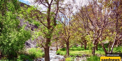 Shandiz Ancient Tree Registered on Natural Heritage List
