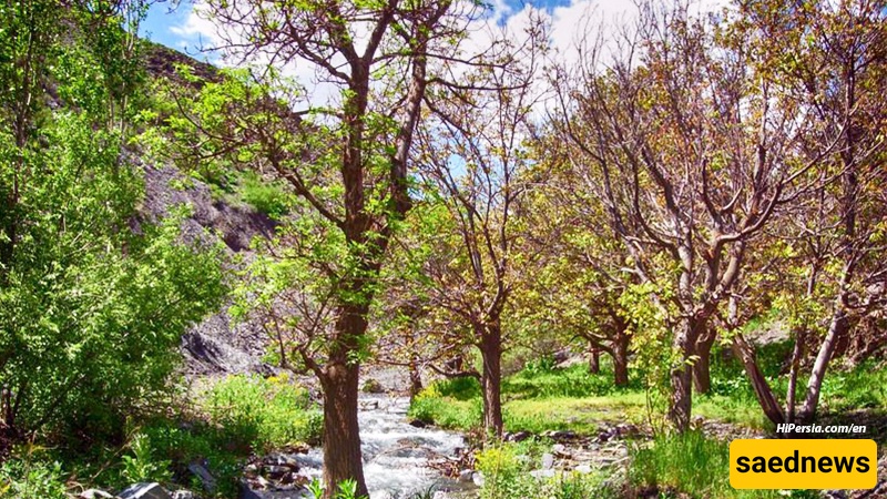 Shandiz Ancient Tree Registered on Natural Heritage List