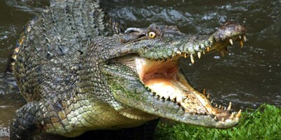 (Video) Wildlife Documentary: I Have a Crocodile at Home That Chases Dogs / Don't Believe Me? Come and See 😱