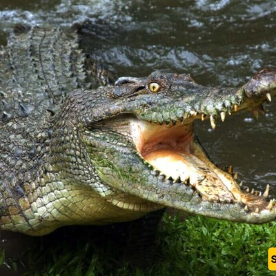 (Video) Wildlife Documentary: I Have a Crocodile at Home That Chases Dogs / Don't Believe Me? Come and See 😱