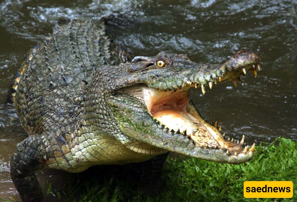 (Video) Wildlife Documentary: I Have a Crocodile at Home That Chases Dogs / Don't Believe Me? Come and See 😱