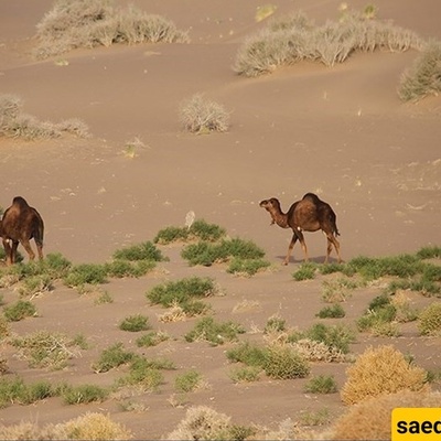 Seh Qaleh Desert in Eastern Iran: The Hidden Gem Every Desert Explorer Must See