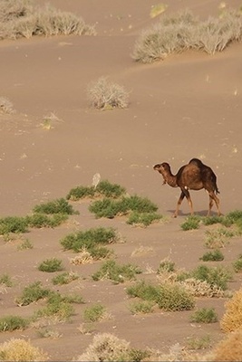 Seh Qaleh Desert in Eastern Iran: The Hidden Gem Every Desert Explorer Must See