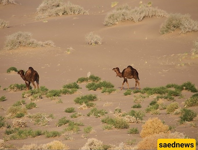 Seh Qaleh Desert in Eastern Iran: The Hidden Gem Every Desert Explorer Must See