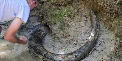 Mysterious Object by the River Turns Out to Be a 10,000-Year-Old Ivory Artifact [Photos]