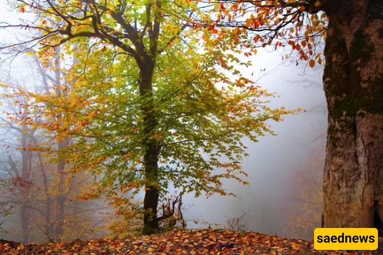 Masal in autumn