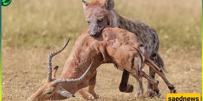 A Wildlife Video That Has Been Viewed Millions of Times!