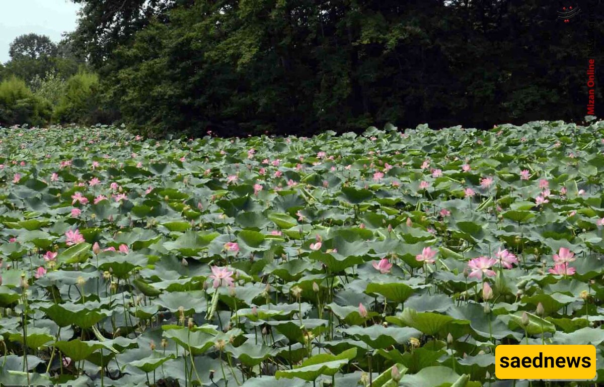 Introduction to the Beautiful Features and Attractions of Sustan Wetland