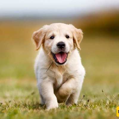 The Birth of a Puppy with Green Fur