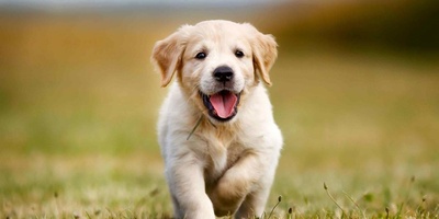 The Birth of a Puppy with Green Fur
