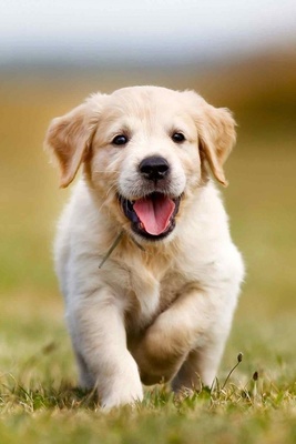 The Birth of a Puppy with Green Fur