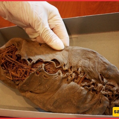 Discovery of the World’s Oldest Leather Shoe, 5,500 Years Old, Unearthed in a Cave