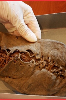 Discovery of the World’s Oldest Leather Shoe, 5,500 Years Old, Unearthed in a Cave