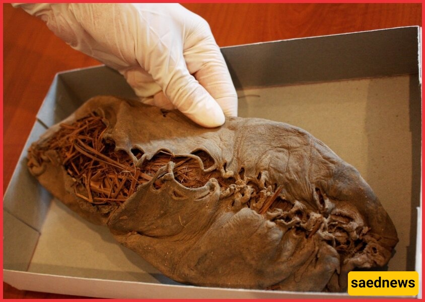 Discovery of the World’s Oldest Leather Shoe, 5,500 Years Old, Unearthed in a Cave