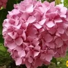 Growing and Caring for Hydrangea paniculata (Hydrangea) in the Garden
