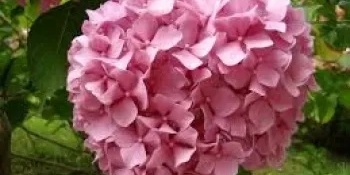 Growing and Caring for Hydrangea paniculata (Hydrangea) in the Garden