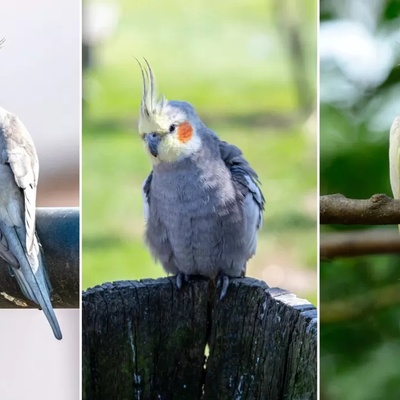 A Comprehensive Guide to Getting Familiar with Popular Cockatiel Varieties