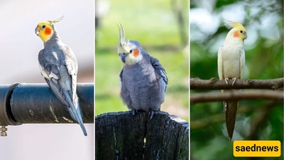 A Comprehensive Guide to Getting Familiar with Popular Cockatiel Varieties