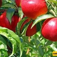 How to Grow and Care for a Nectarine Tree