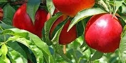 How to Grow and Care for a Nectarine Tree