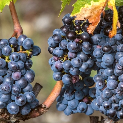 How to Prepare Shani Grape Pickle