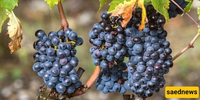 How to Prepare Shani Grape Pickle