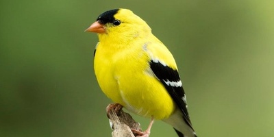 How to Identify Finch Gender: A Comprehensive Guide to Distinguishing Male from Female Finches