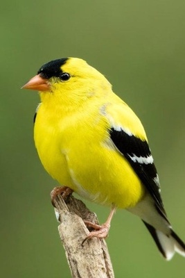 How to Identify Finch Gender: A Comprehensive Guide to Distinguishing Male from Female Finches