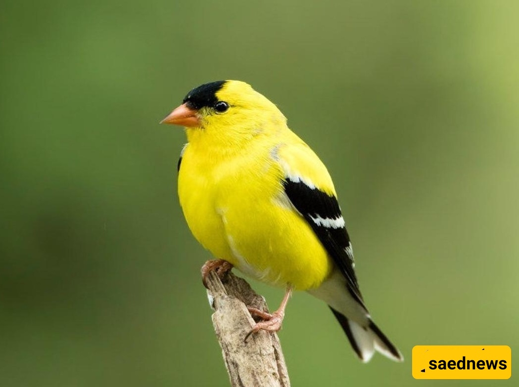 How to Identify Finch Gender: A Comprehensive Guide to Distinguishing Male from Female Finches