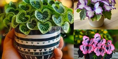 Creative Ideas for Plant Care — Turn Your Home into a Lush Green Paradise!