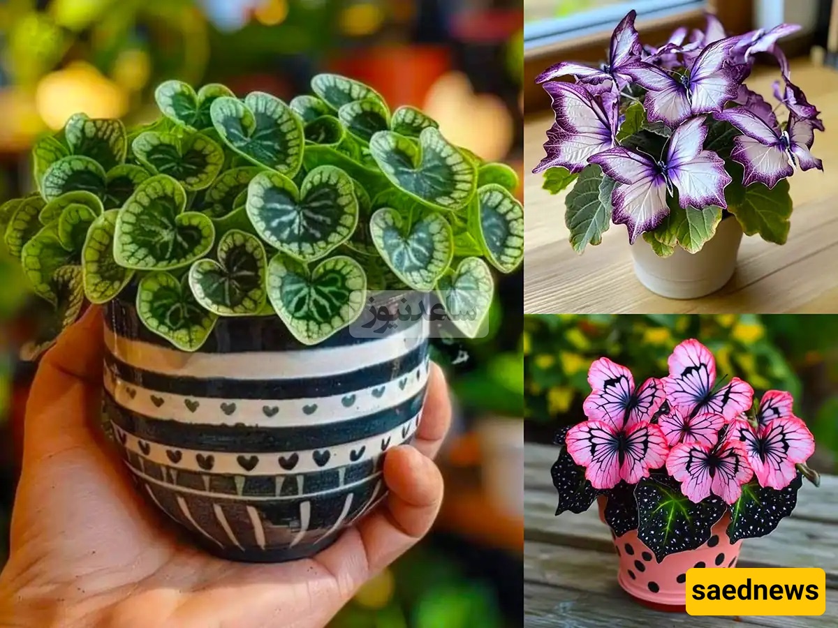 Creative Ideas for Plant Care — Turn Your Home into a Lush Green Paradise!